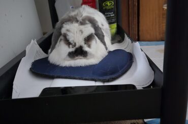 That's a strange place for a little rabbit to be sleeping