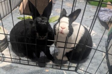 Toby and Lydia demand freedom! Also veggies!!