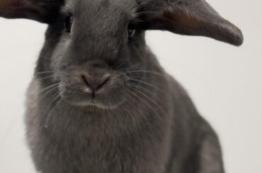 Any guesses what kind of rabbit Toes is?