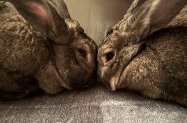 Goji y Moira Rose ❤️