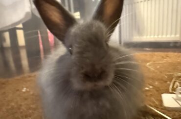 Bunni