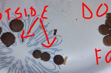 Did a rabbit do this?