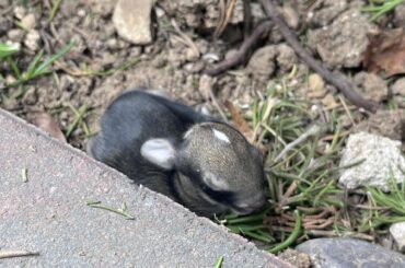 Baby bunny abandoned in front yard. What to do or how to help?!?