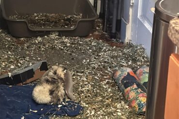 Any tips on getting our rabbit to stop kicking everything out of her nest?