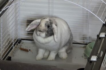 Questions regarding Bonding