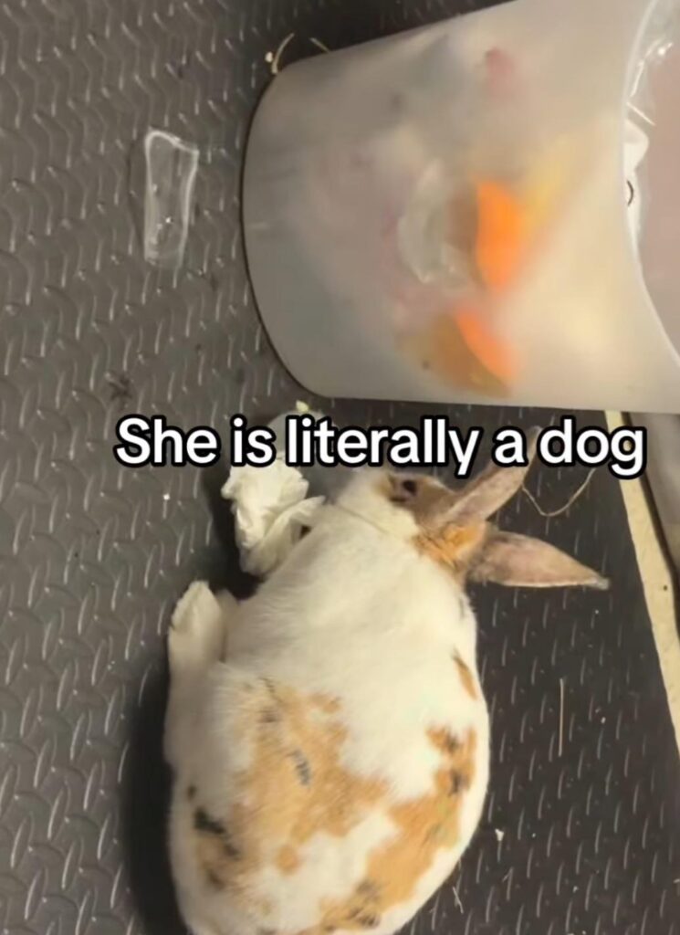 I’m the reason mom has to take the trash out 3 times a day SHAME