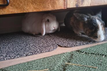 Is there any chance that these two are siblings?