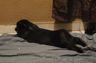 Second Morning home I think Stella likes it here