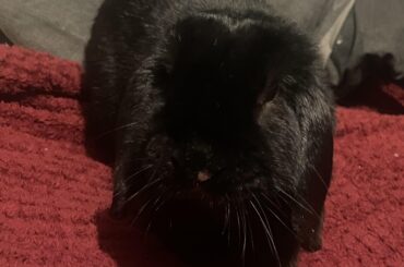 guess who got a piece of hay stuck in his eye and convinced his owner he was sick?