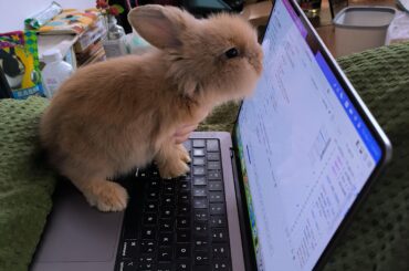 Bunny Programmer