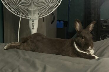 Happy 5th birthday Thumper!