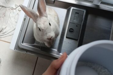 Honey, this is dish soap, not snack for you