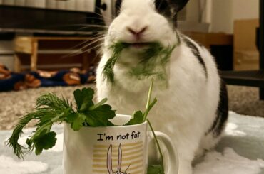 Found the perfect mug for Taz