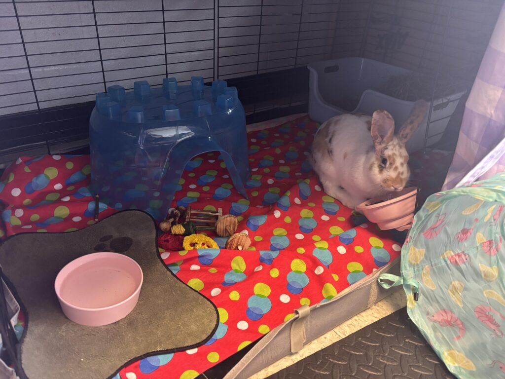 I like to poop in my food bowl and eat it. Shame her for disgracing her family name.