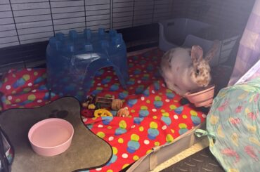 I like to poop in my food bowl and eat it. Shame her for disgracing her family name.