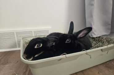 Dogs+rabbits? Story/advice?