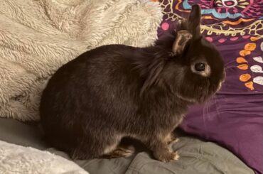 Dr. Bigwig sitting on the bed and pondering how to heal the world