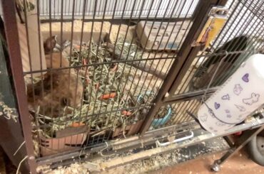 Please Help Me Improve Her Cage