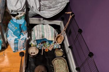 Is this a good home base?