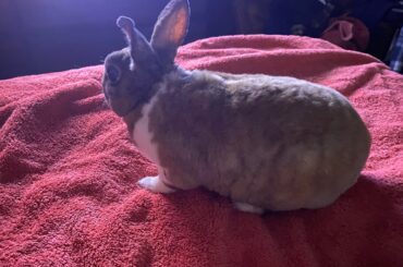 Rabbit Pellet Change