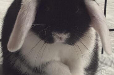 Meet Oreo!