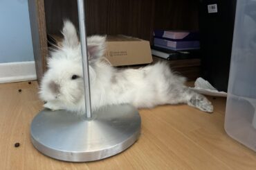 Hi, I was wondering what breed she could be?