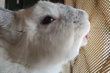 Bunny Tongue -Activated 😜🤪