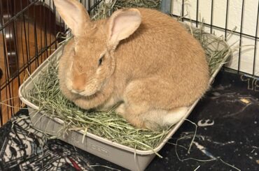 Rapid weight loss + loss of mobility in rear leg