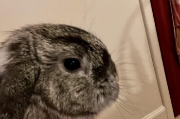 The molt had his brows pretty fierce.