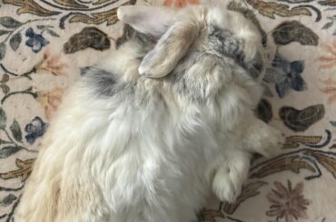 The world’s most comfiest cherub