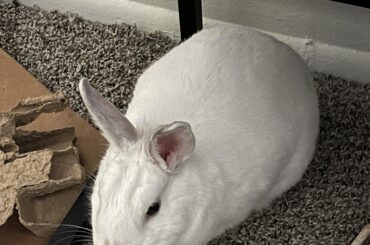 She was under my chair when I rolled it back, and I don’t know what I hit but she’s really angry at me now.