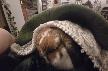 I got a sleepy swaddle pic of my bun bun.