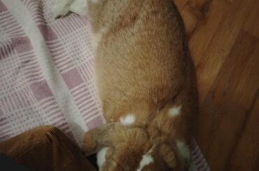 Is it a good sign if my bunny lays like this next to me? Also sometimes he pushes his head under my hand.