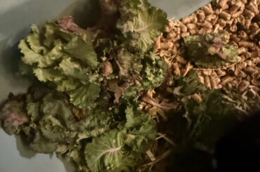 Help! Safe or unsafe veggie?