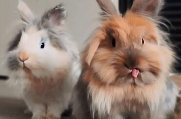 👅