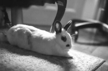 Today, we said goodbye to our 12-year old rescue rabbit, Coco. I want to thank this supportive community for all you’ve done for me, Coco and bunnies!