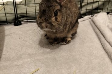 RIP Millie Wifebun of Captain Marley