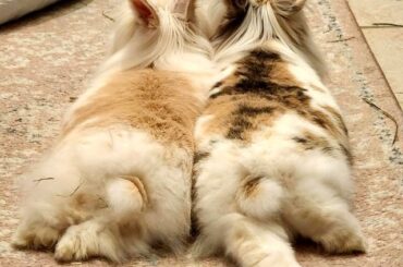 Juniper crossed the rainbow bridge and left Willow behind