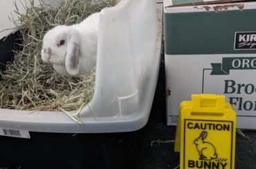 CAUTION: Bunny Poop
