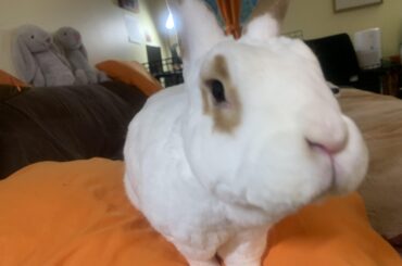 Anyone else have a lil beggar bun? 😂