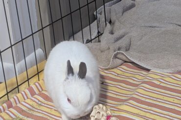 It was snuffles- but we're okay!