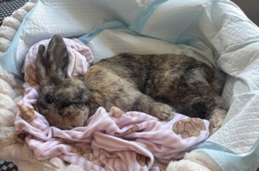 E. Cuniculi Recovery