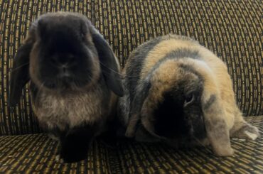 Rabbit set up question!!