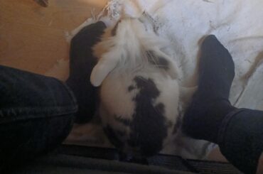 I'm not allowed to step foot out of bed without forehead pets