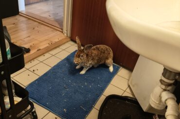 Does your bunny also follow you when you need to use the toilet?