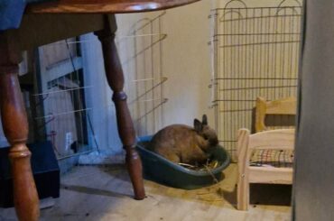Keep pooping, Molly... She's on meds now.