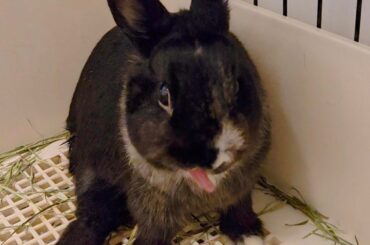 Zero brain cell bunny