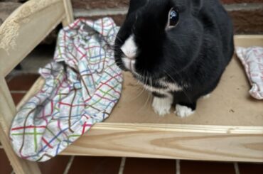 The look I get when rustle any plastic bag or touch anything that remotely sounds like a plastic bag (he is now legally owed a treat under Article 6(b)(III) of the Geneva Convention).