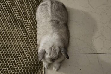 Breaking news: Local bun reaches critical chonk