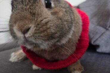 Does Church have a twin out there somewhere? 🐰🙂